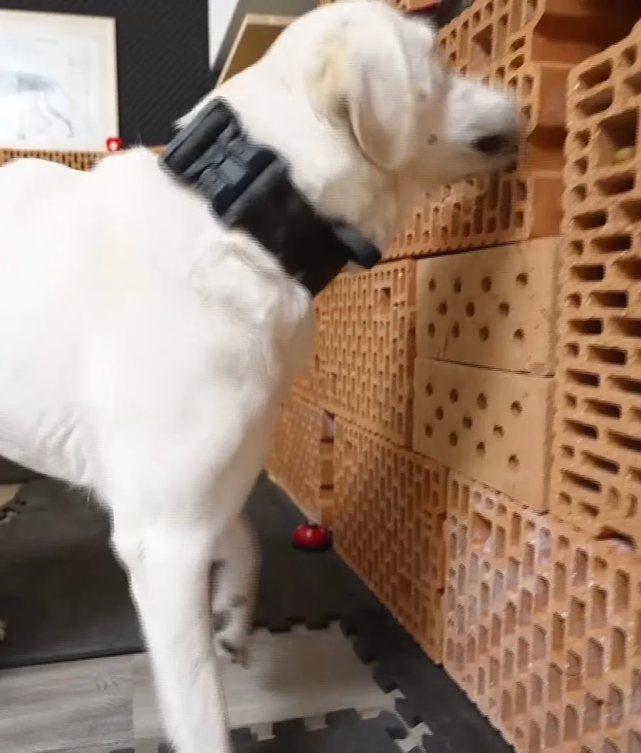 Bettwanzenspürhund bei der konzentrierten Suche