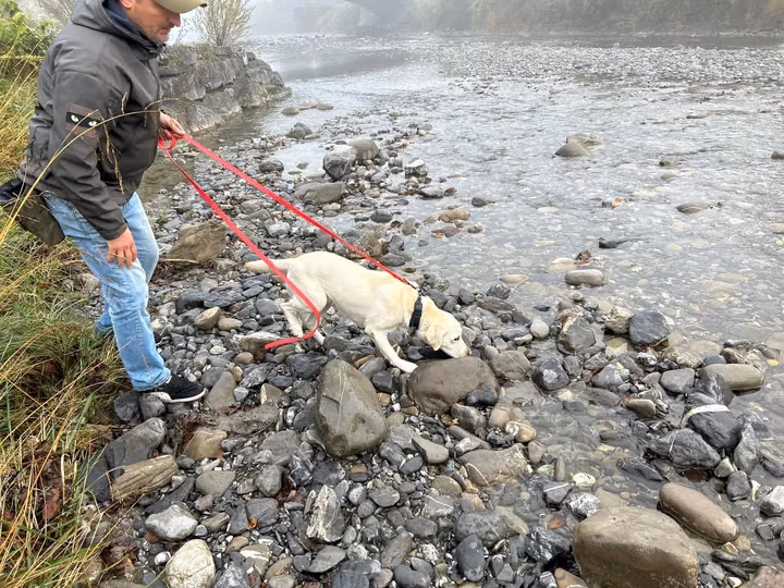 Spürhund bei konzentrierter Sucharbeit in Vorarlberg