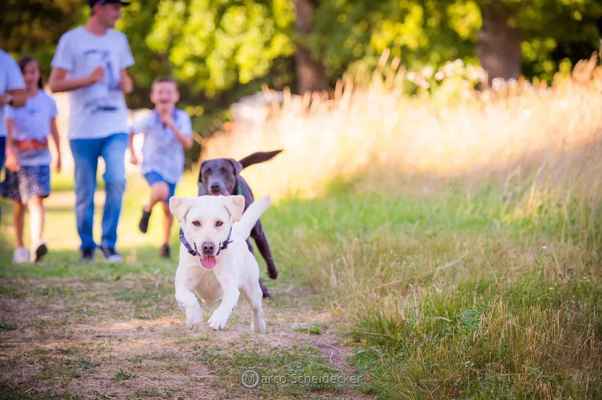 Hund läuft beim Alltagstraining auf seine Bezugsperson zu