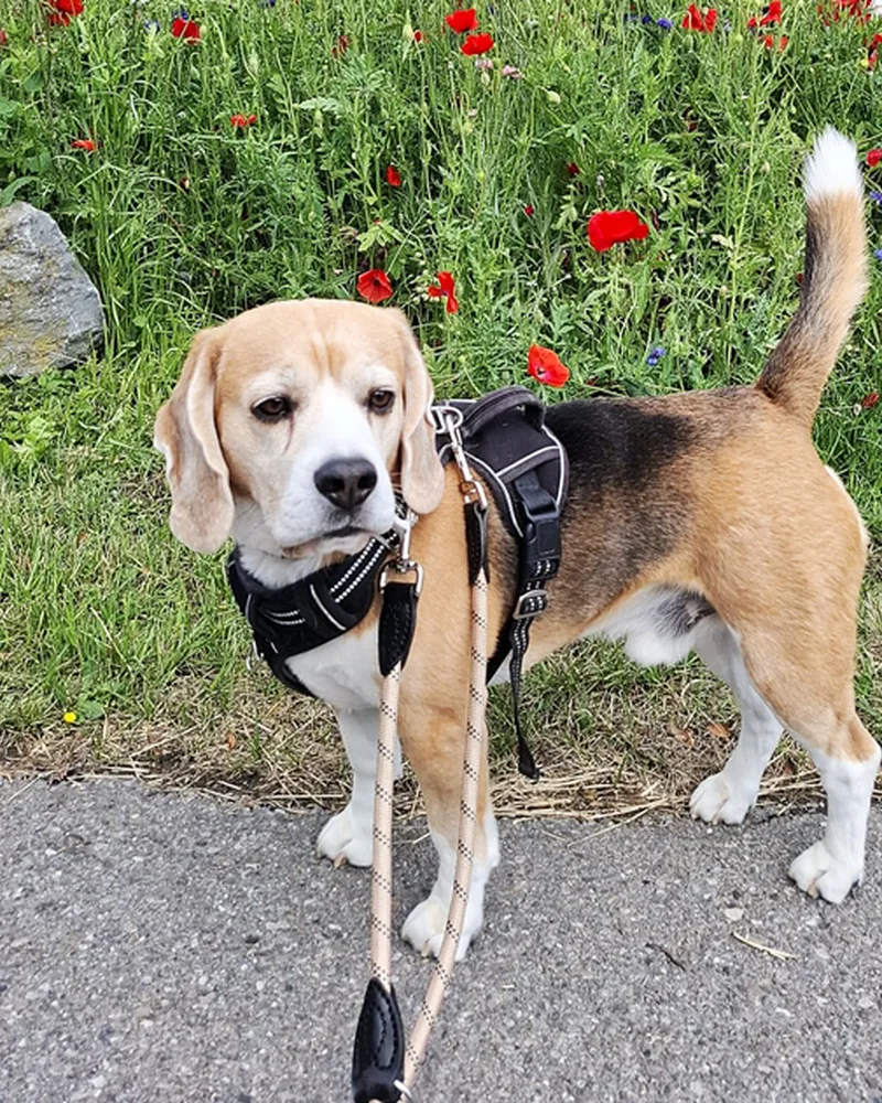 Beagle Jack aus Feldkirch in einer Blumenwiese