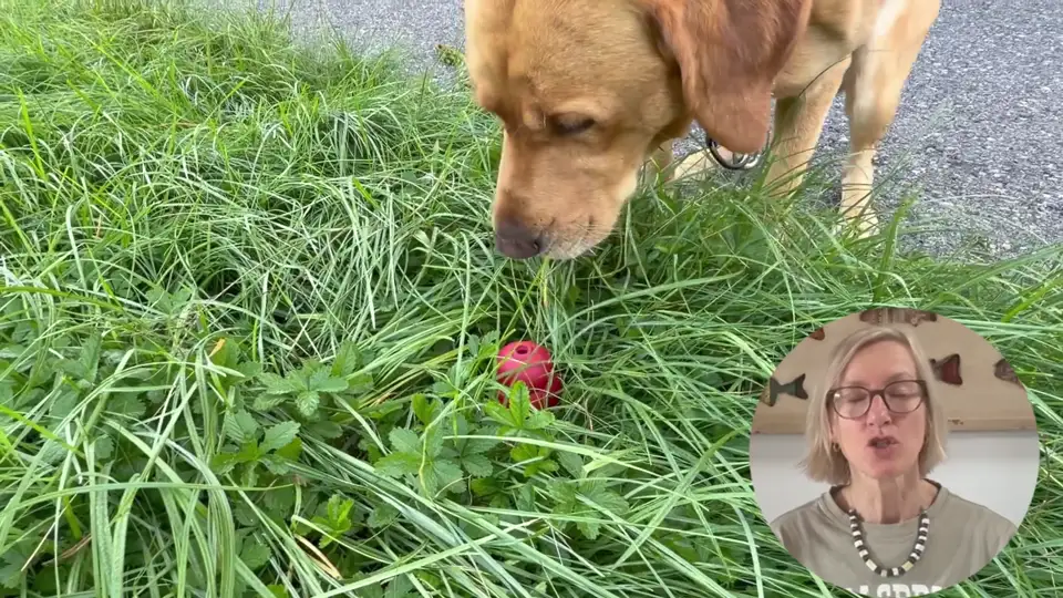 Aramis zeigt im Gras ein Versteck an