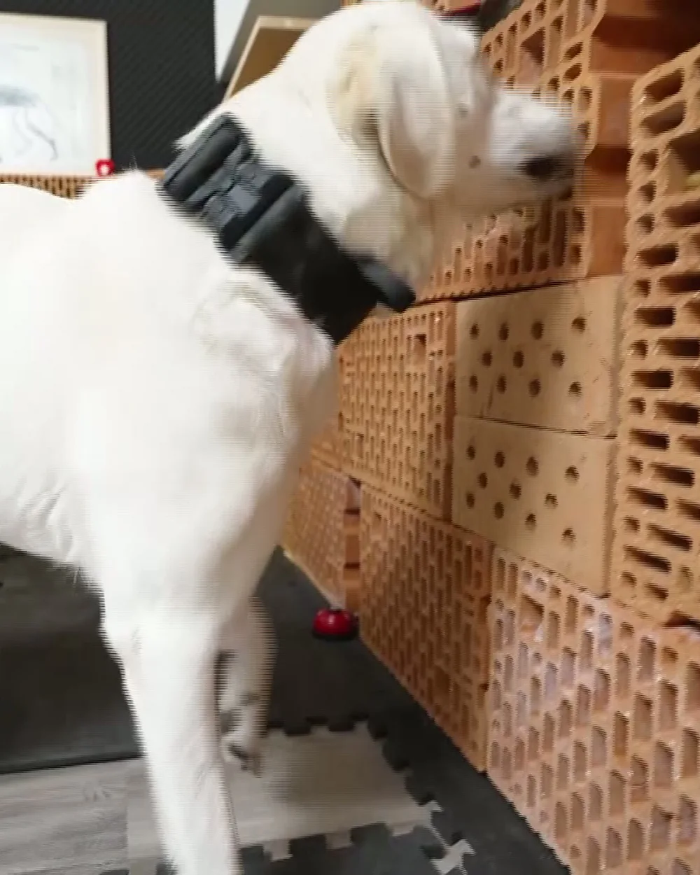 Spürhund arbeitet konzentriert an einer Suchwand